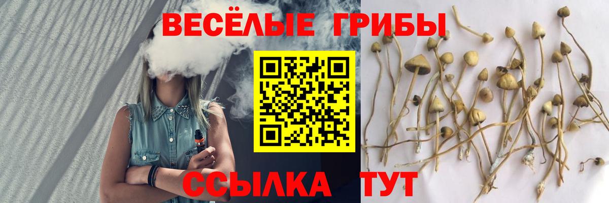 Псилоцибиновые грибы Cubensis Новозыбков